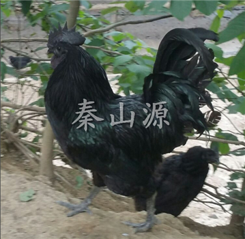秦山源·五黑绿壳蛋鸡