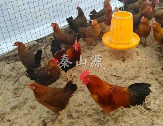 秦山源·中华柴鸡