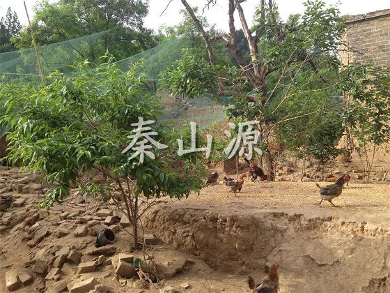 合阳客户养鸡场