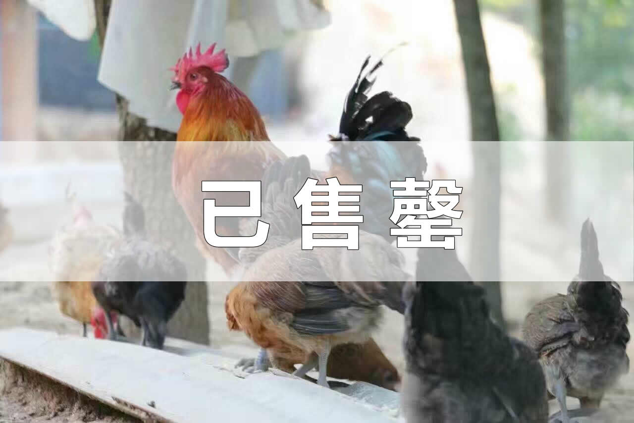 蓝田育雏基地出售秦香二号青年母鸡